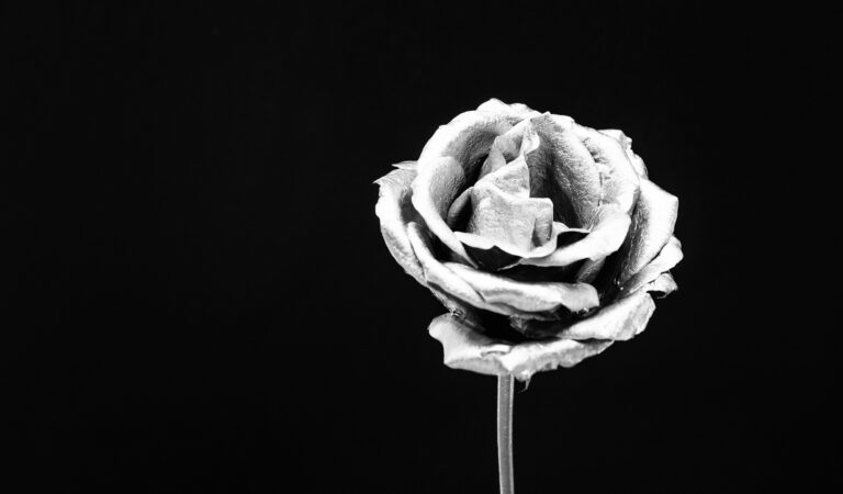 Experience the Magnetic Charm of Our Silver-Dipped Roses