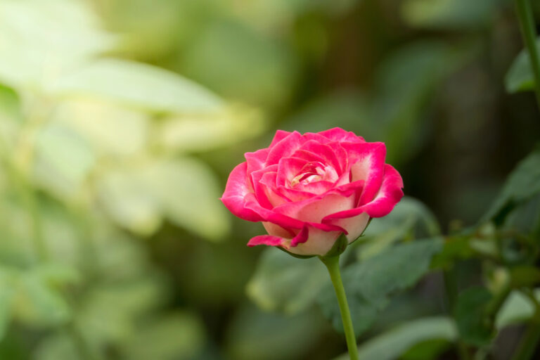 Beat Spring to the Chase With These Blooms